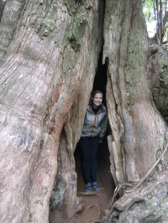 Confraternizando com uma árvore de 800 anos de idade, perto de Tofino, na costa oeste da Vancouver Island, na Columbia Britânica.no Canadá